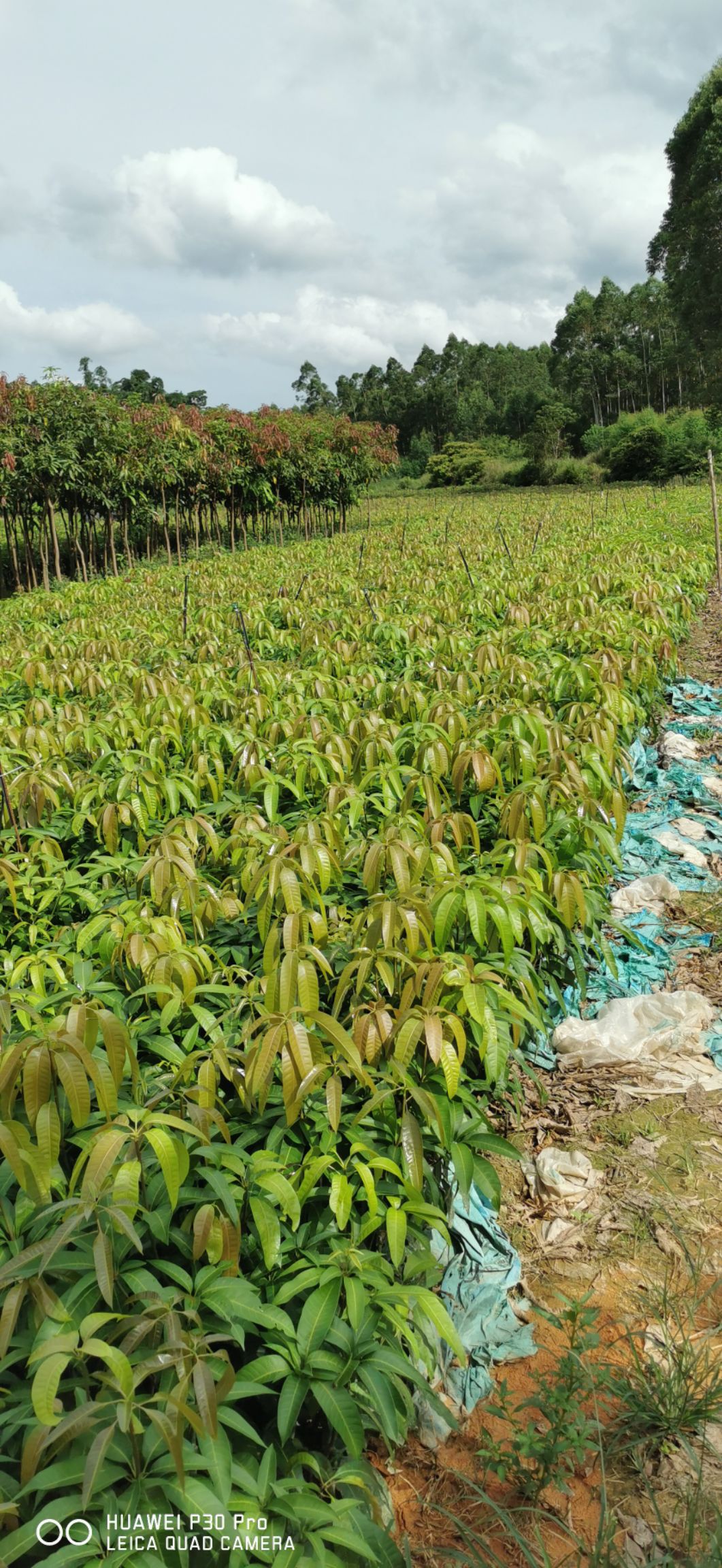 金煌芒果苗  50万棵芒果袋苗，合作社常年直供，品种可以保证，量大从优。