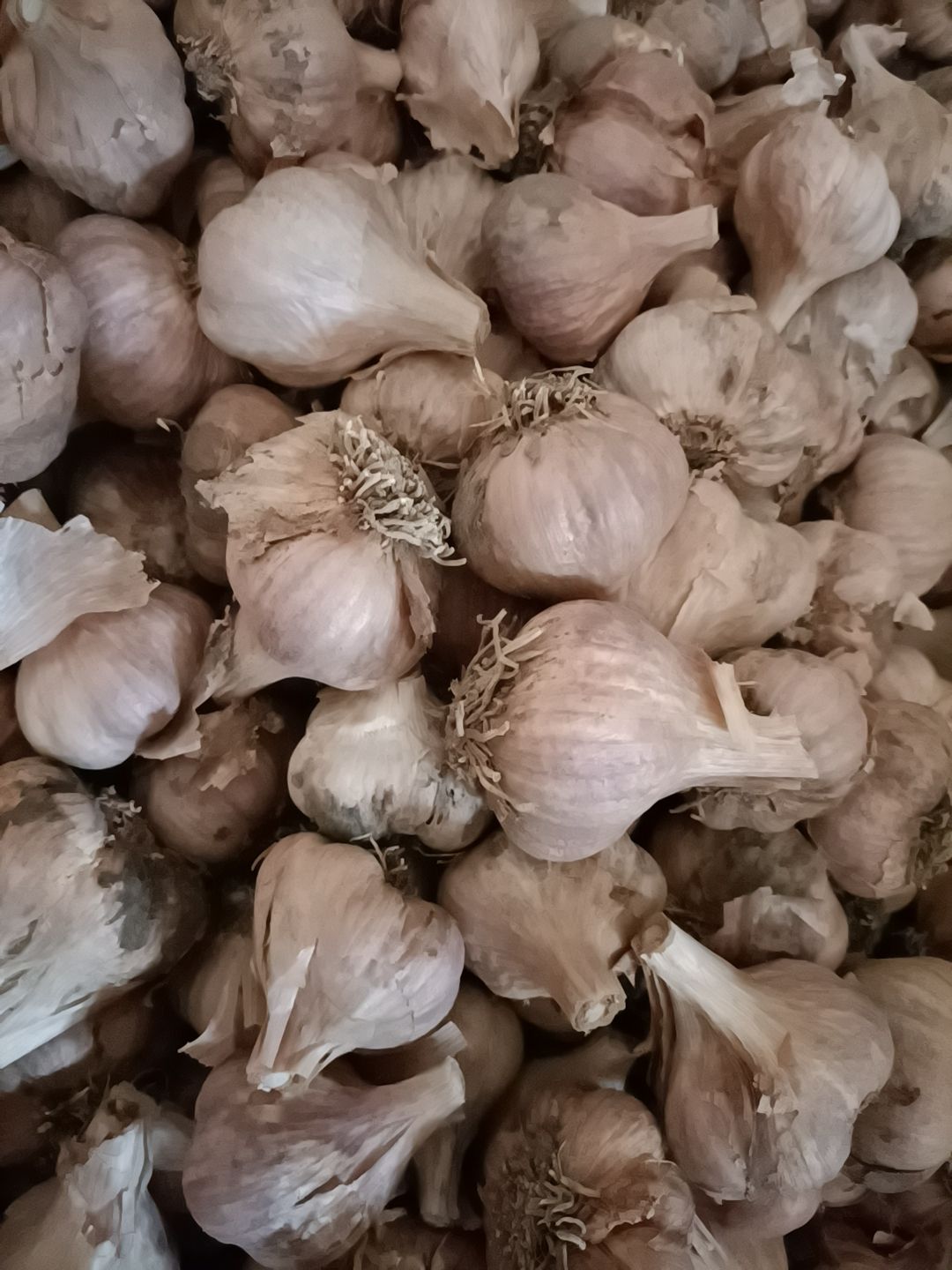 软叶蒜种 四川新繁红根软叶中蒜