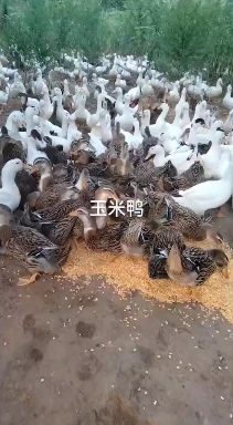 溪水放养的一点黑大白鸭。