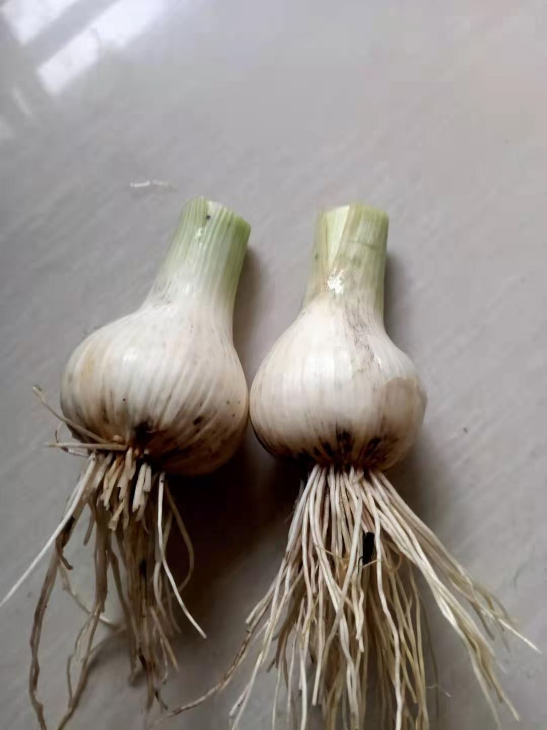 白皮蒜 青蒜头大量上市