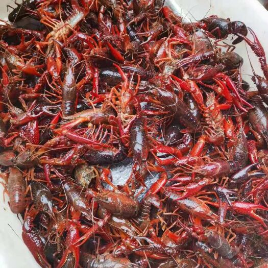 潜江市塘口直供 小龙虾 规格超硬 没有任何套路