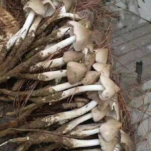 修文县天然鸡枞菌，三白菇