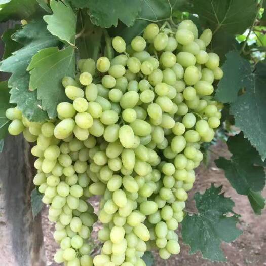 吐鲁番新疆无核白葡萄