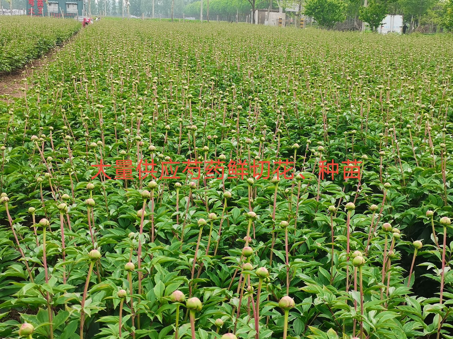 多花芍药  菏泽观赏芍药～兰富士