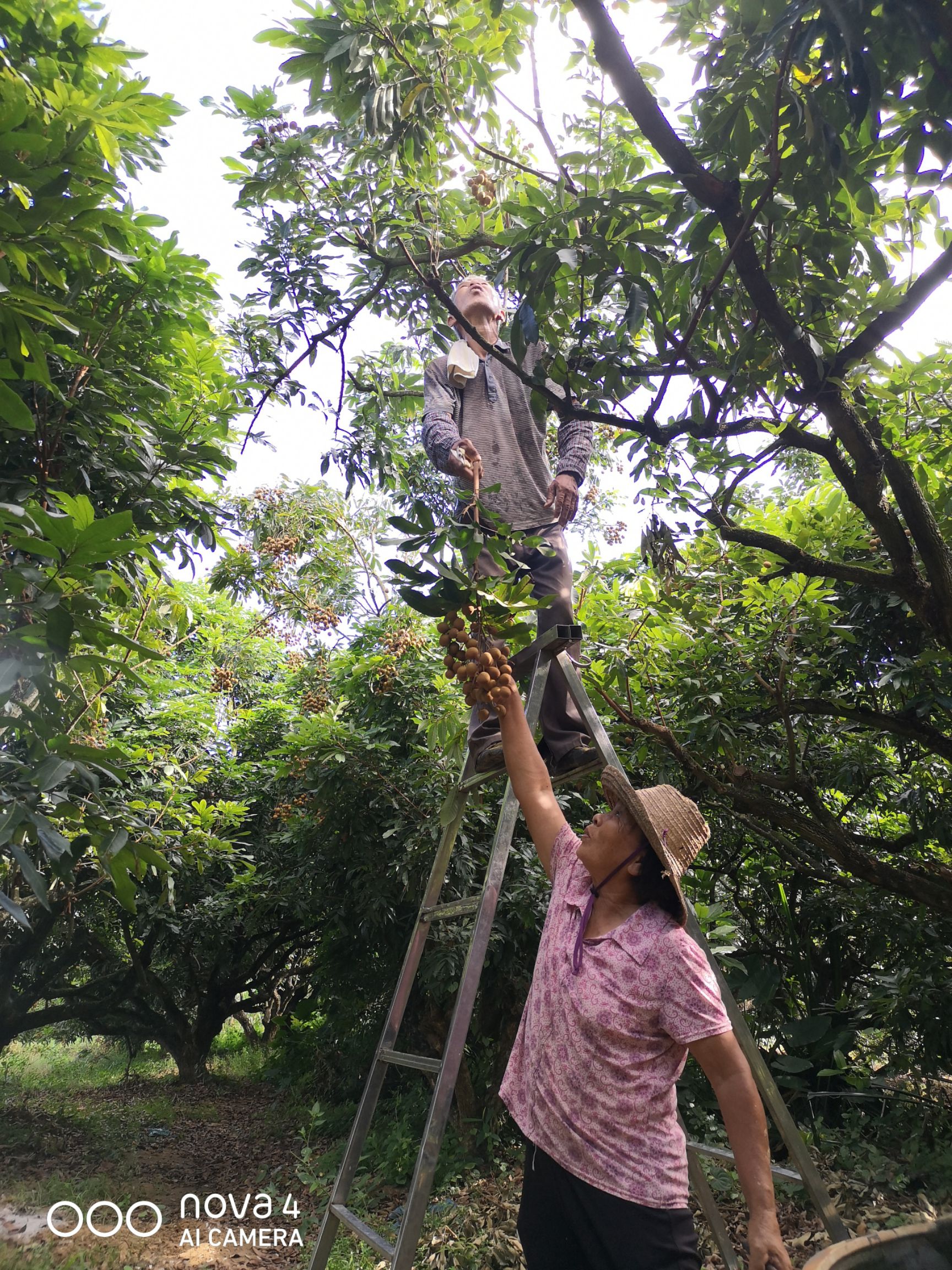 广东高州特级储良龙眼，新鲜桂圆果，自产自销，支持一件代发