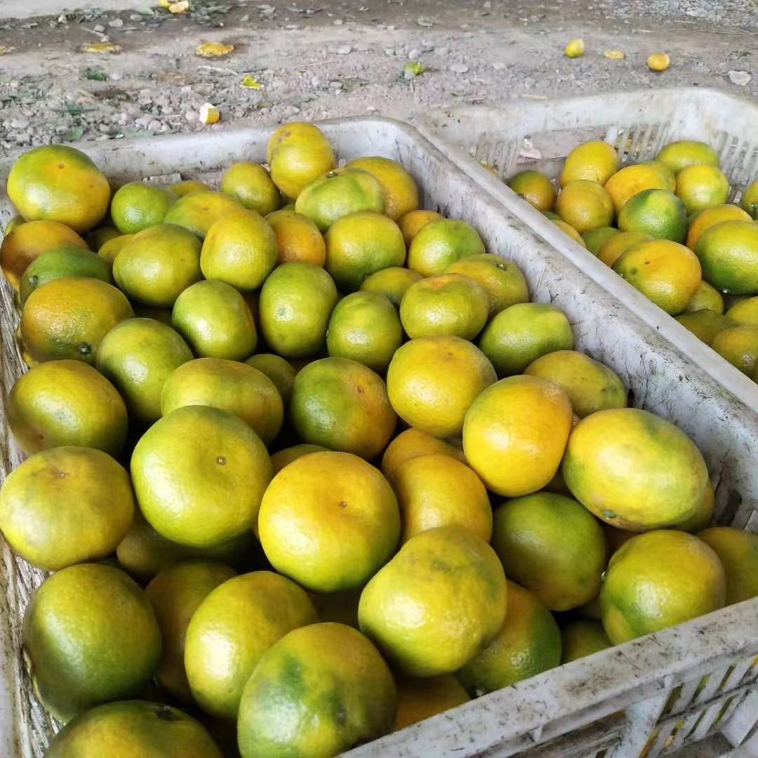 云南蜜桔，高原蜜桔产地直销果大皮薄味道甜度超高整车发货