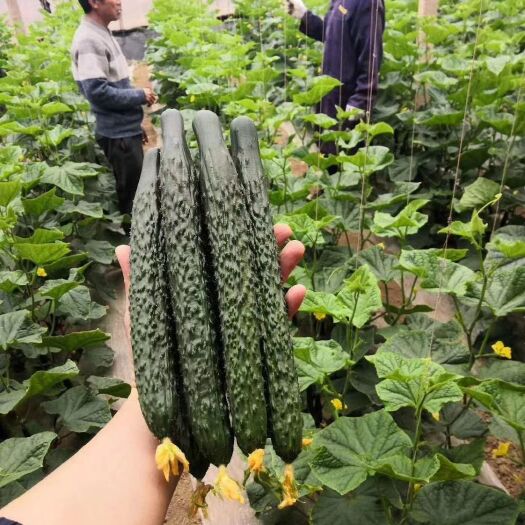 三原县刺黄瓜  精品纯直条密刺带花黄瓜产地直销，物美价廉。