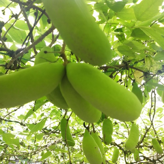 淳安县八月瓜果茶  八月瓜茶