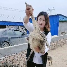 嘉祥县哪里有价格优惠的鸵鸟苗，一只苗价格多少