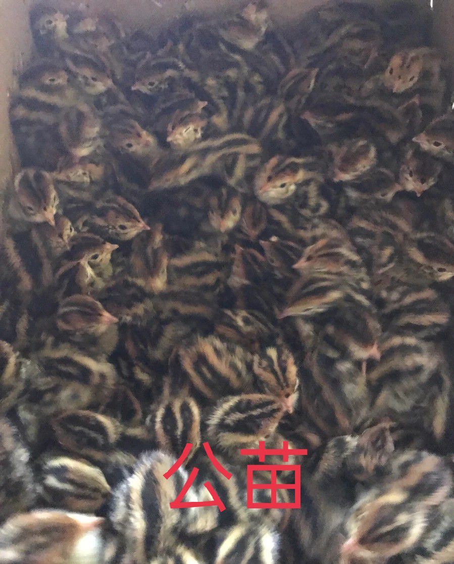 鹌鹑苗 厂家孵化直销