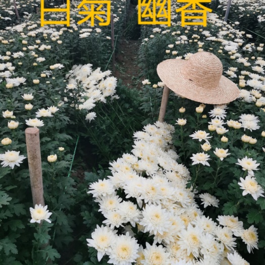 泗洪县 白菊花  黄菊花  菊花切花自己种植