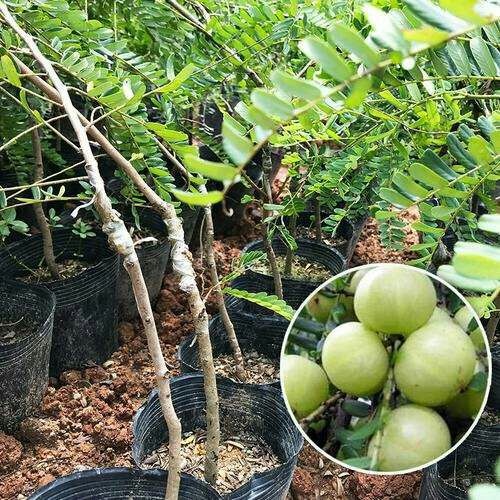 余甘果苗 甜种余甘、果大、无渣