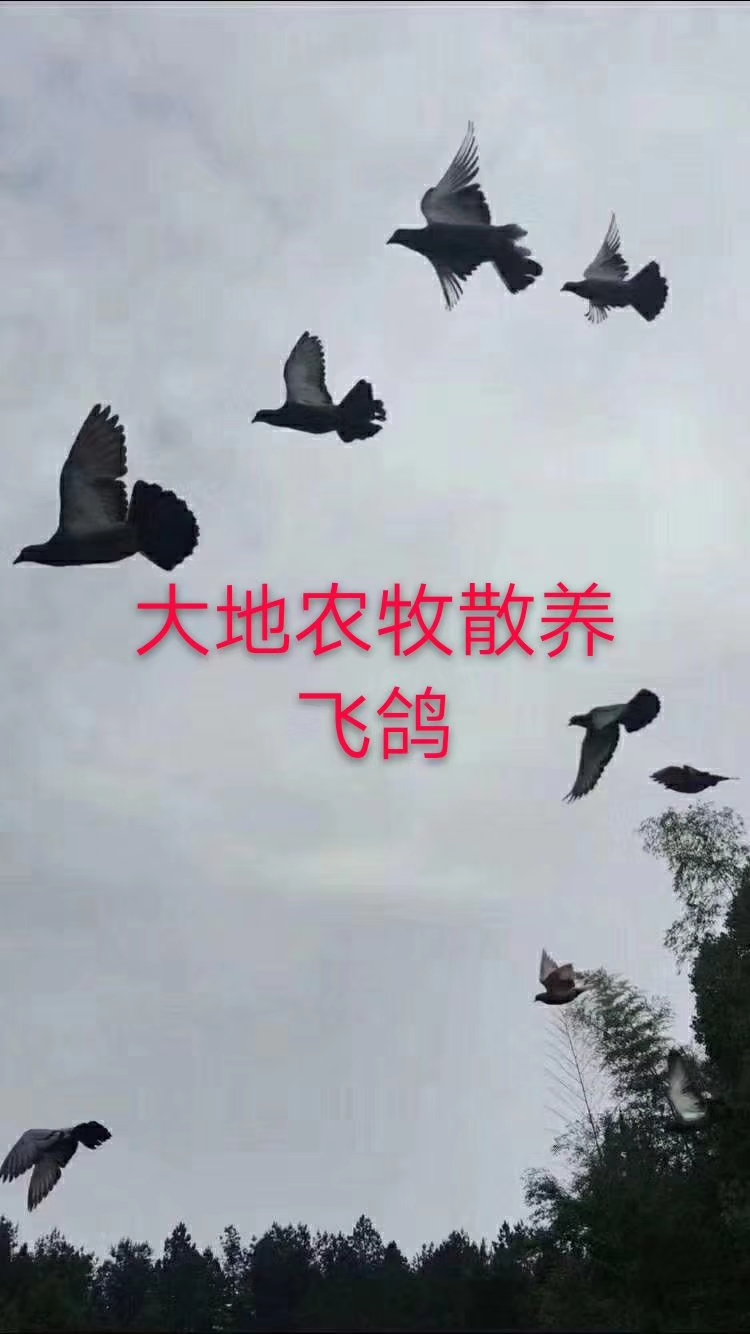 灰鸽  自繁自养五谷杂粮放养老鸽