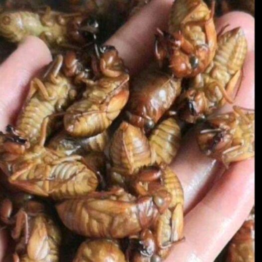 开封蝉蛹  金蝉（爬蚱）