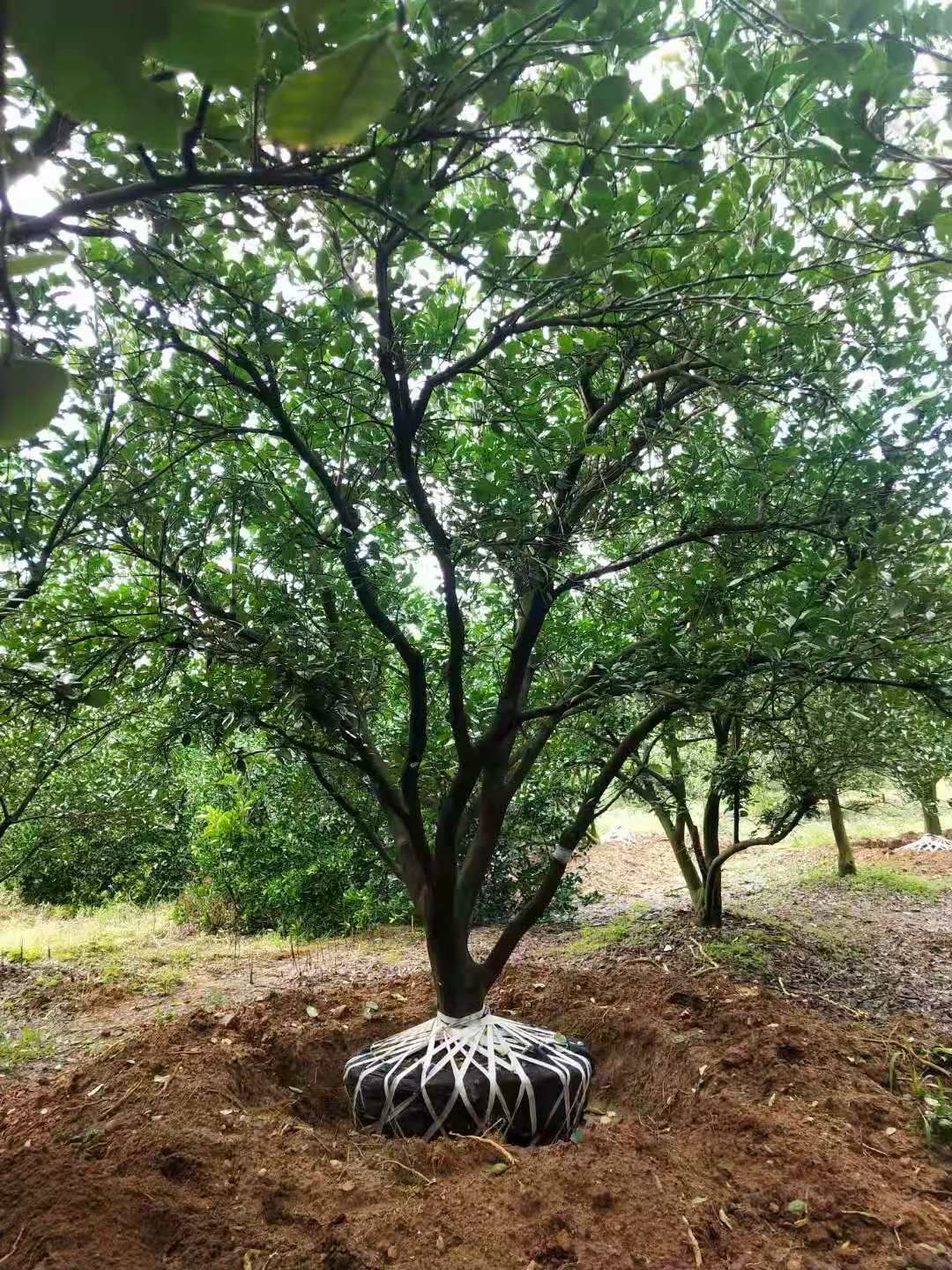 沙田柚苗  湖南郴州沙田柚基地直销柚子树，