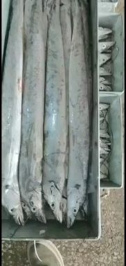 国产舟山带鱼，刀鱼，源头一手货源，厂家直销，货真价实！