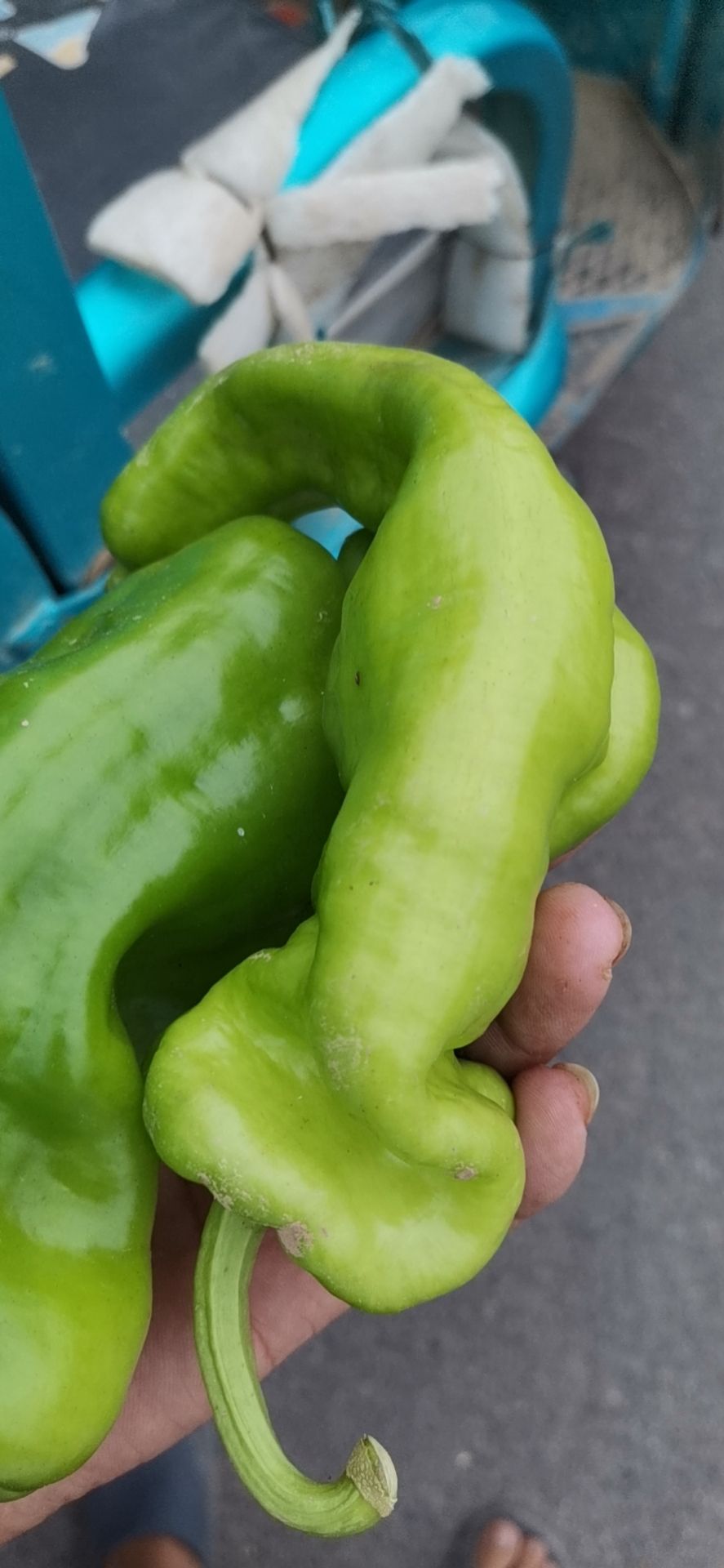 薄皮椒  薄皮青椒.陇椒、皱皮等大量上市，可供超市.市场批发