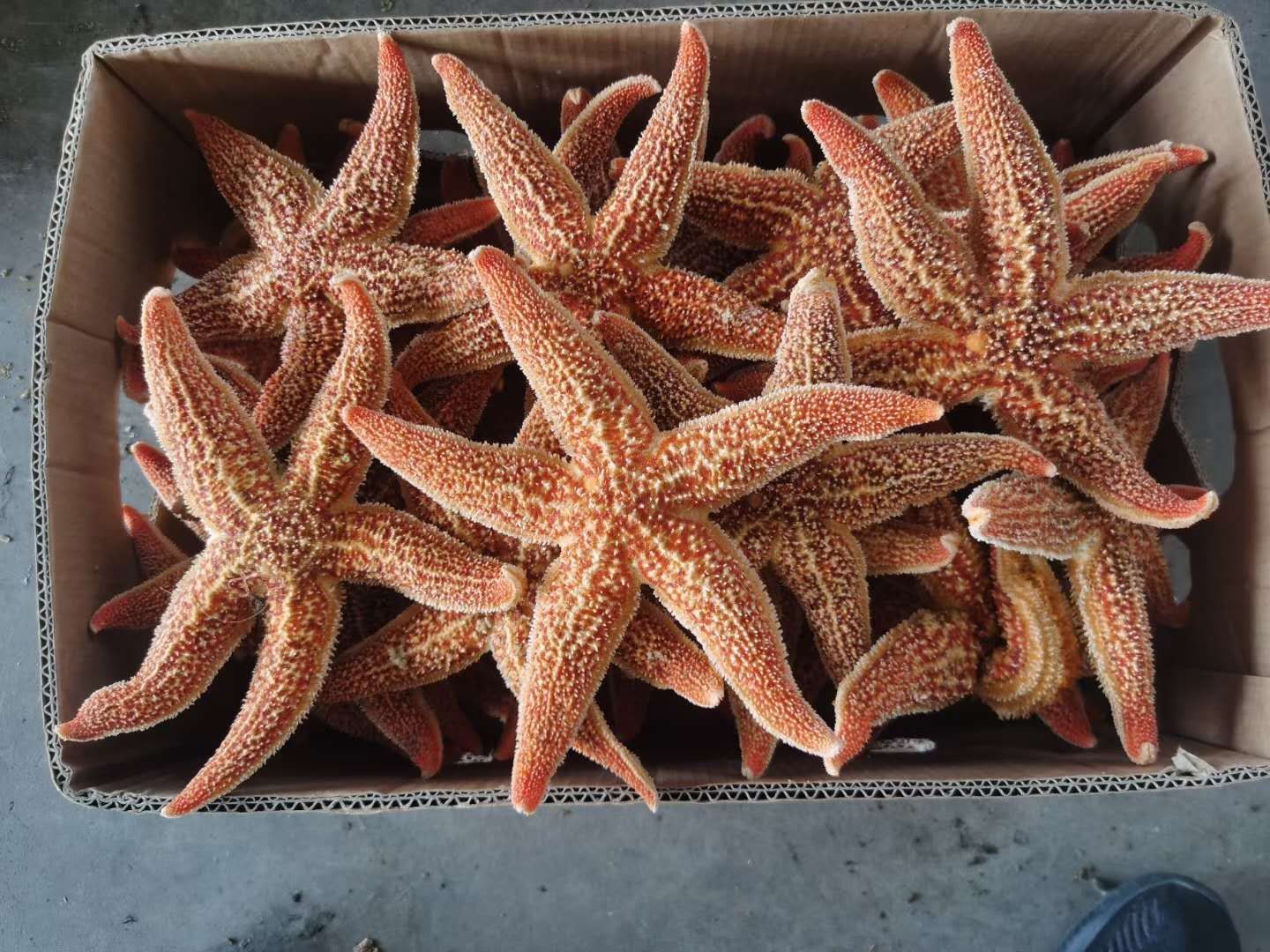 东港市海星海鲜鲜活水产满籽东港新鲜食用五角星海五星活的天然