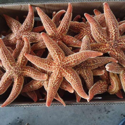 海星海鲜鲜活水产满籽东港新鲜食用五角星海五星活的天然