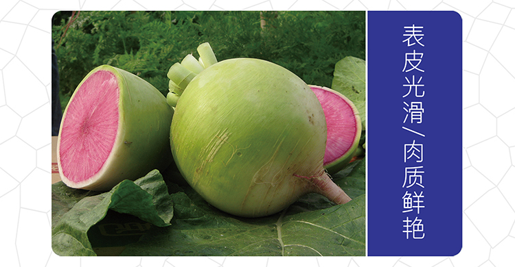 杂交满堂红萝卜种子，春秋种植板叶萝基地种植