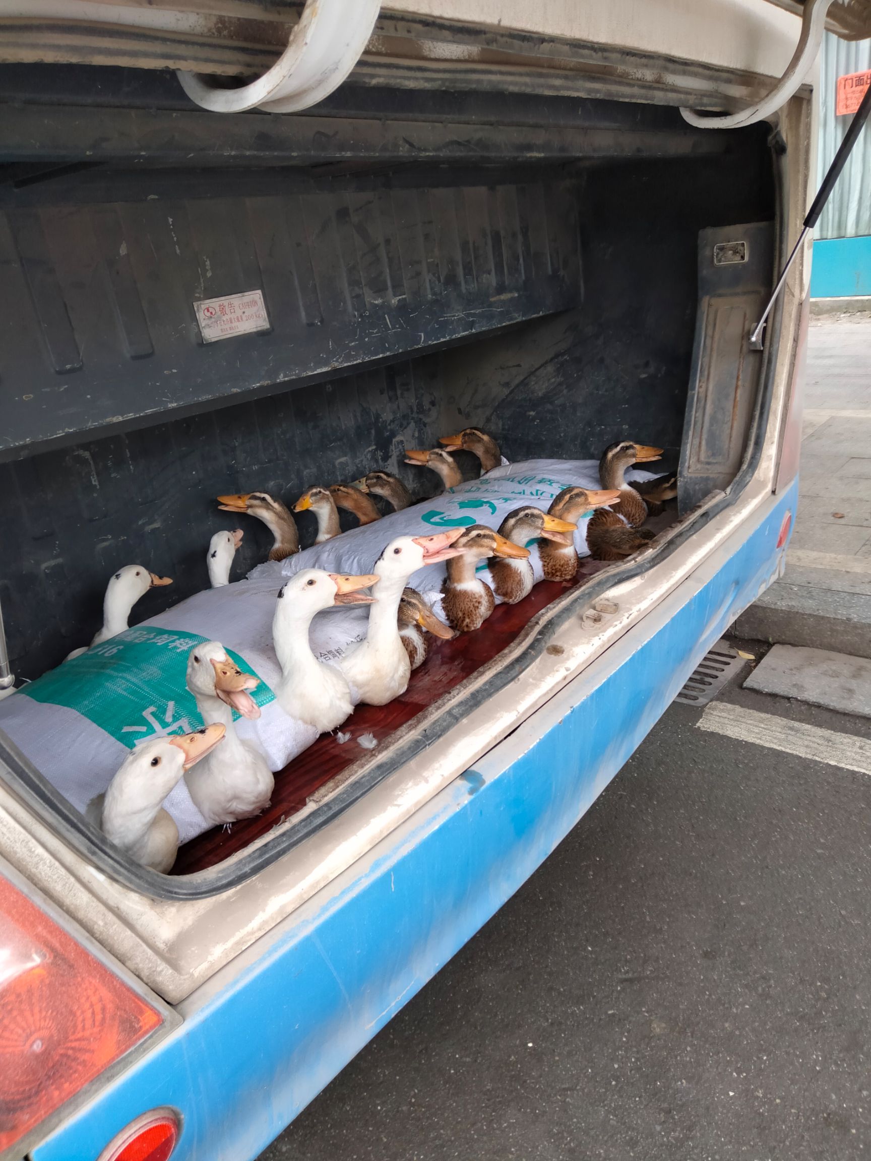 溪水放养的一点黑大白鸭。