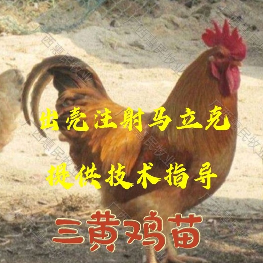 南宁三黄鸡苗  (热卖热销名鸡) 三黄鸡   24小时疫苗全国发