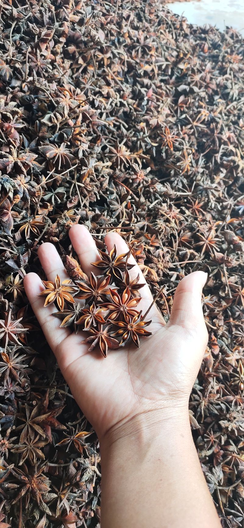 无硫水烫果全干大红八角 秋果八角 广西产地八角
