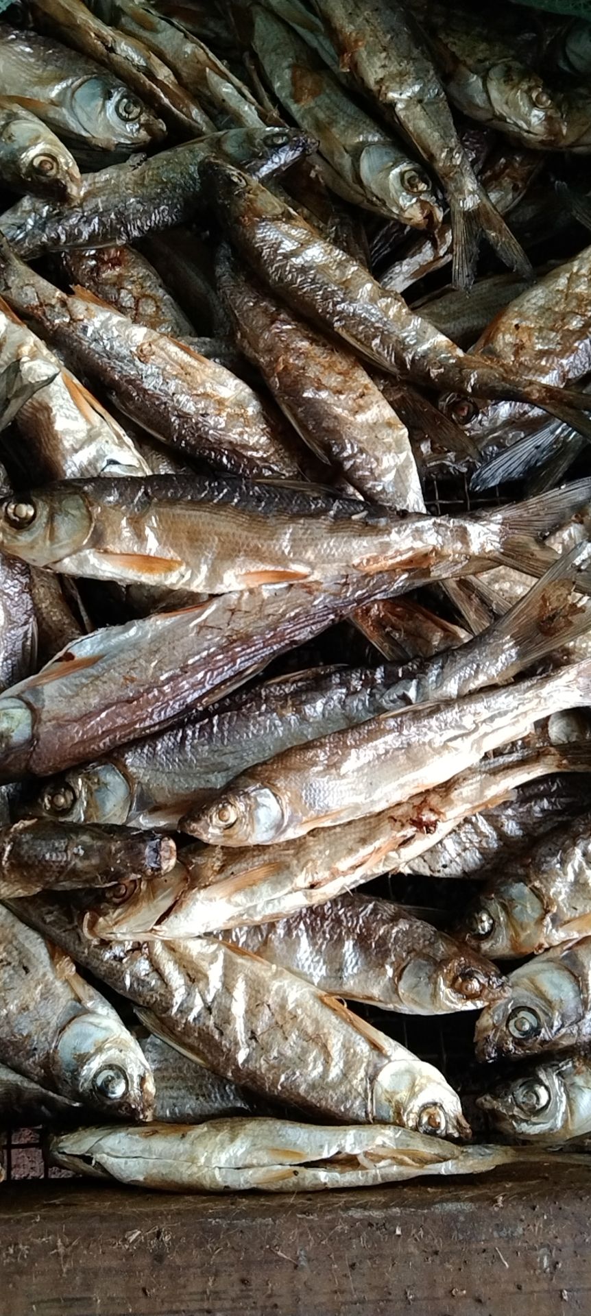 黄鱼干 12-18个月