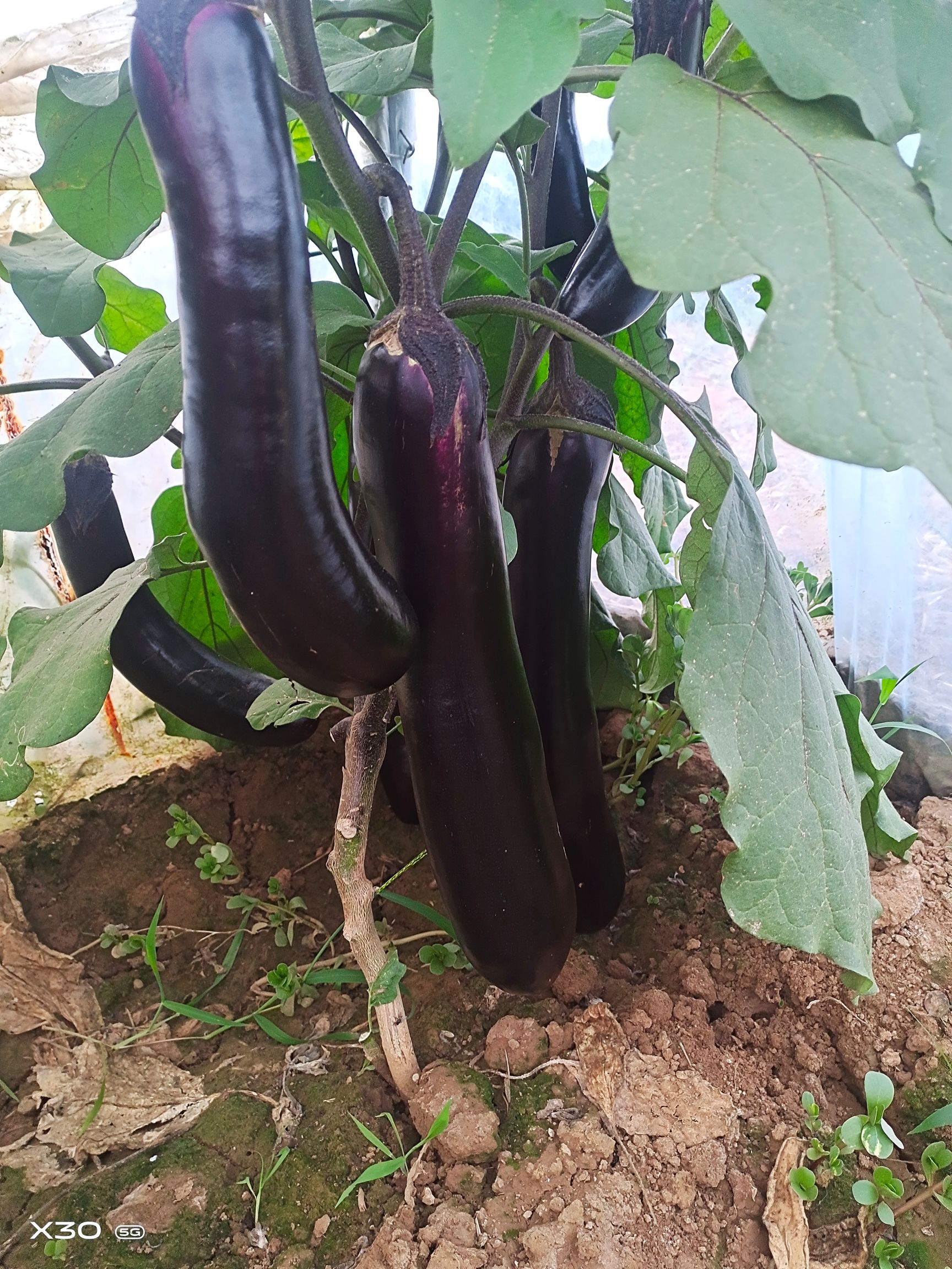 【精选苗】茄子苗 圆茄子苗黑宝红宝早熟抗病耐热免费技术指导