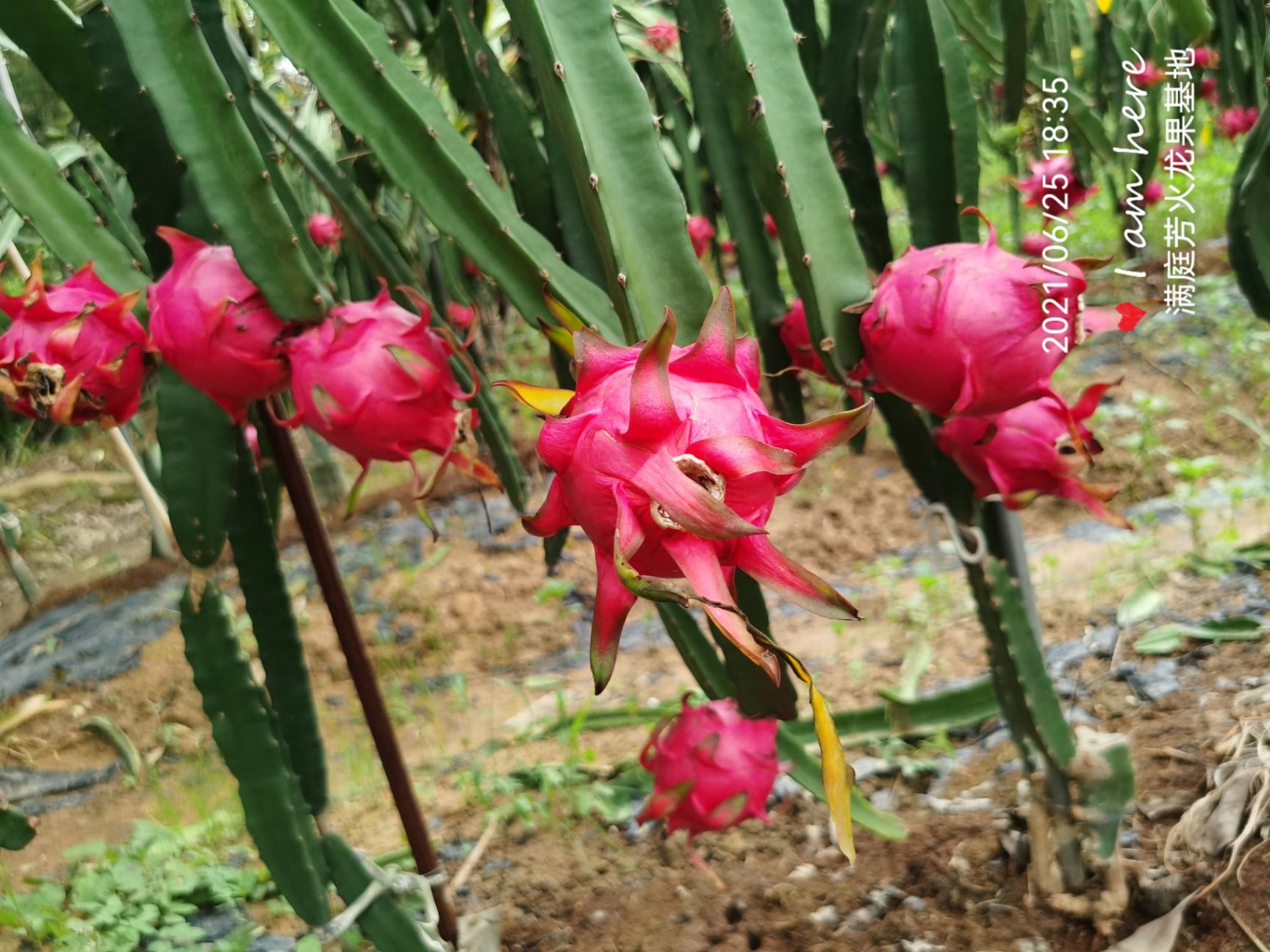 蜜香红心火龙果，新鲜采摘发货