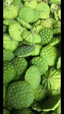 祁阳市红莲子  大量供应莲蓬，青莲子，颗粒大，产地直销，快速运。