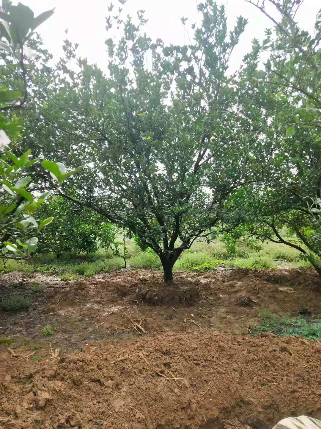沙田柚苗  湖南郴州沙田柚基地直销柚子树，