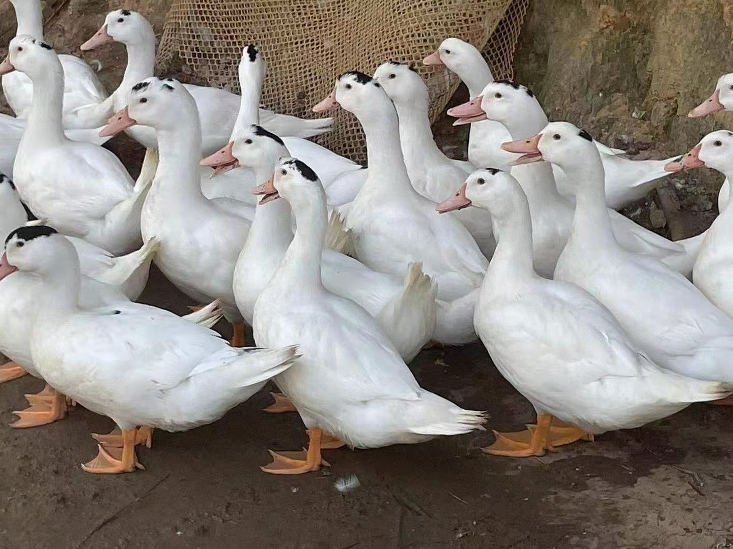 溪水放养的一点黑大白鸭。