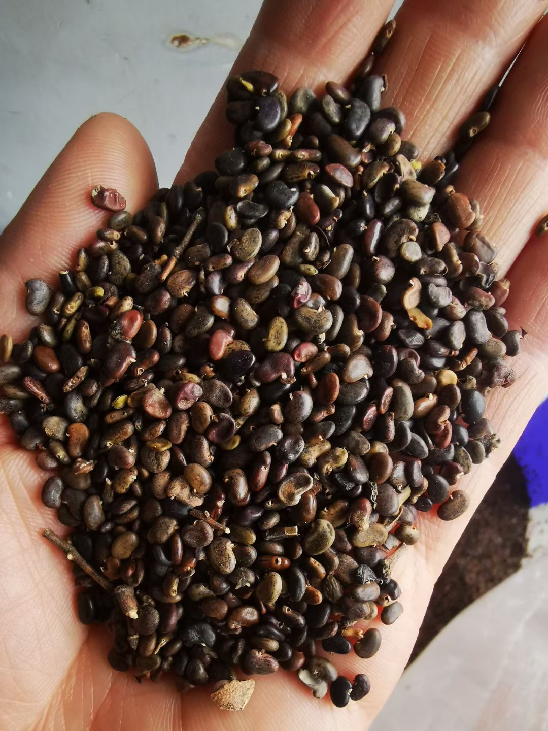 新採 朝鲜黄杨种子 耐寒小叶黄杨籽 价格合理 提供种植技术