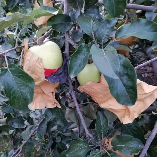 武陟县 百亩华硕苹果，大量上市，品质好，价格优，欢迎各地采购商前来采