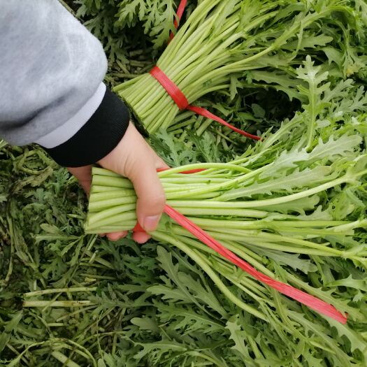 沽源县 精品茼蒿