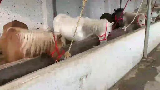 设特兰矮马，一直都有