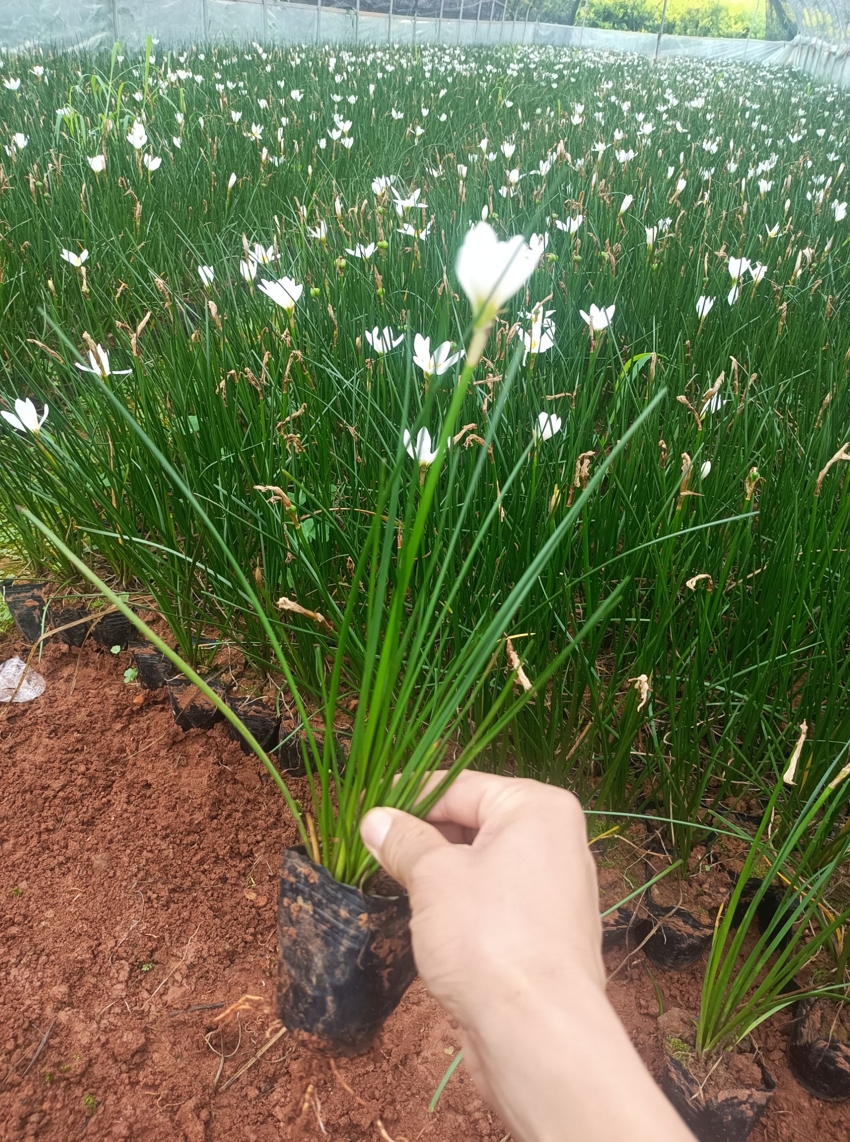葱兰 昆明市宜良县苗圃