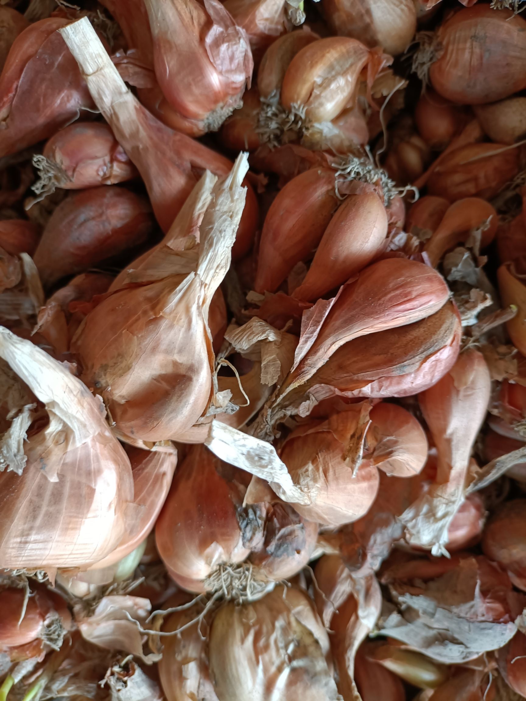 香葱种子 四川软叶蒜，香葱