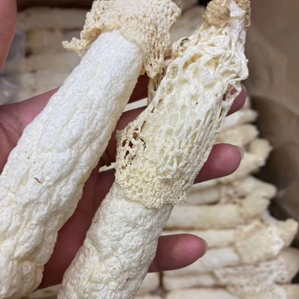 贵州竹荪 红托竹荪 织金竹荪 短裙竹荪 贵州竹荪干货
