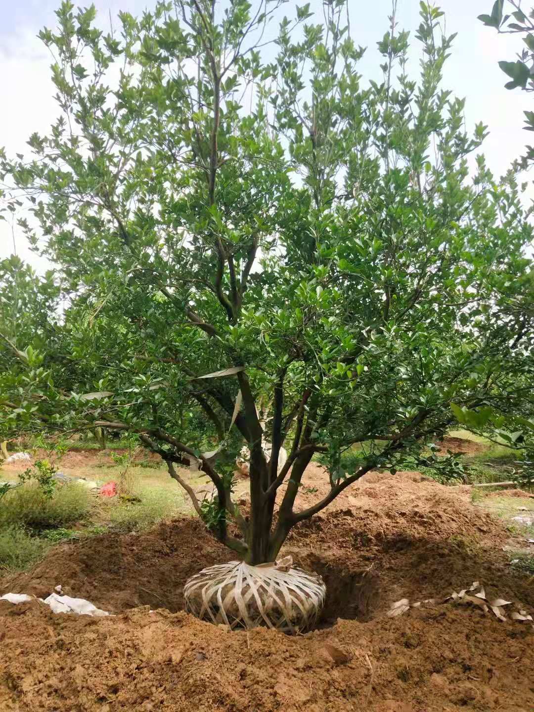 沙田柚苗  湖南郴州沙田柚基地直销柚子树，