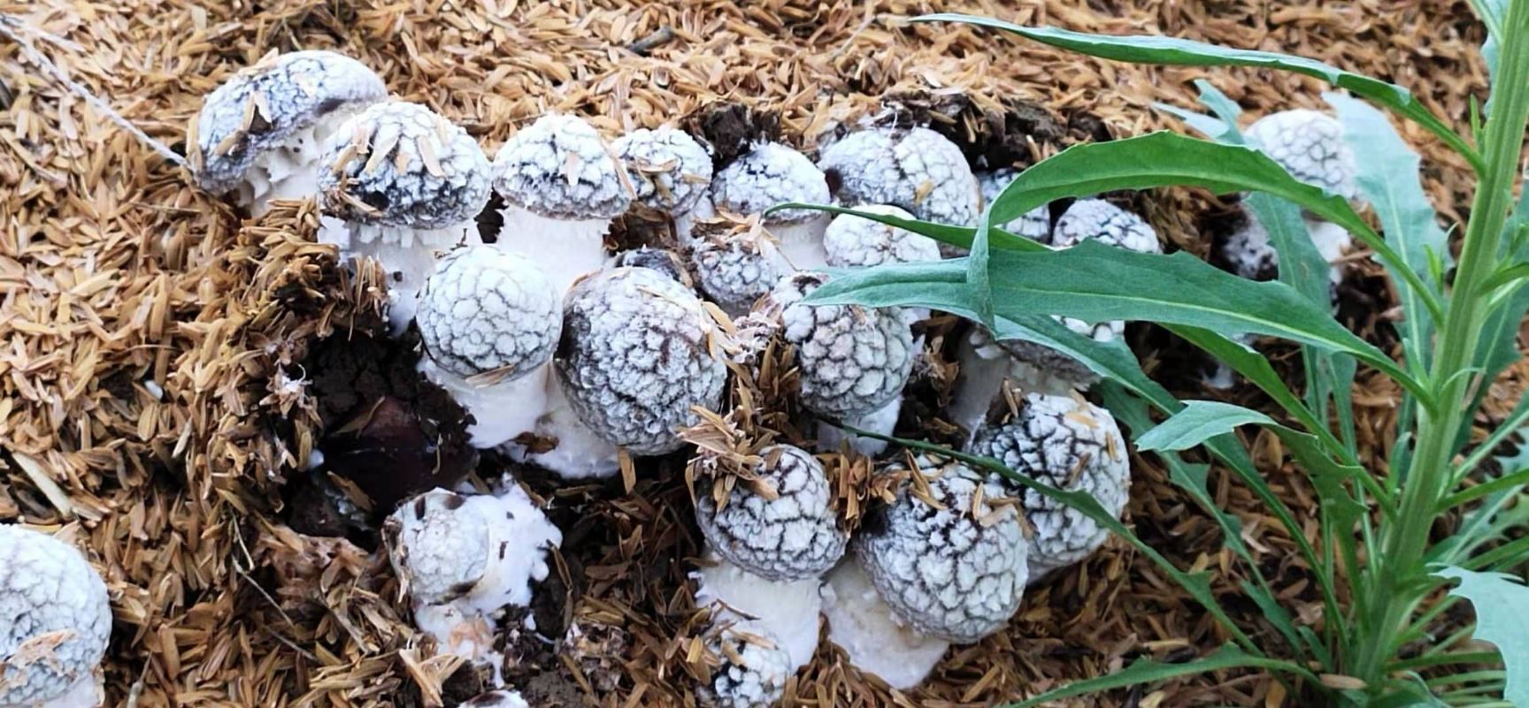 大球盖菇菌种  大球盖菇（赤松茸）原种 栽培种