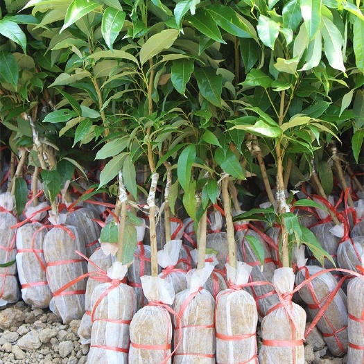 灵山县桂味荔枝苗  荔枝树苗嫁接妃子笑桂味无核早熟荔枝苗南方盆栽地栽庭院带土叶