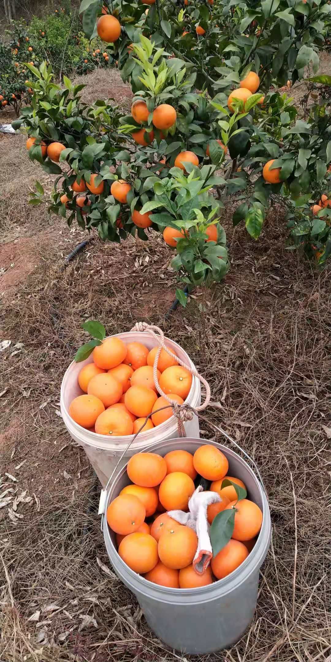 合作社直供沃柑苗