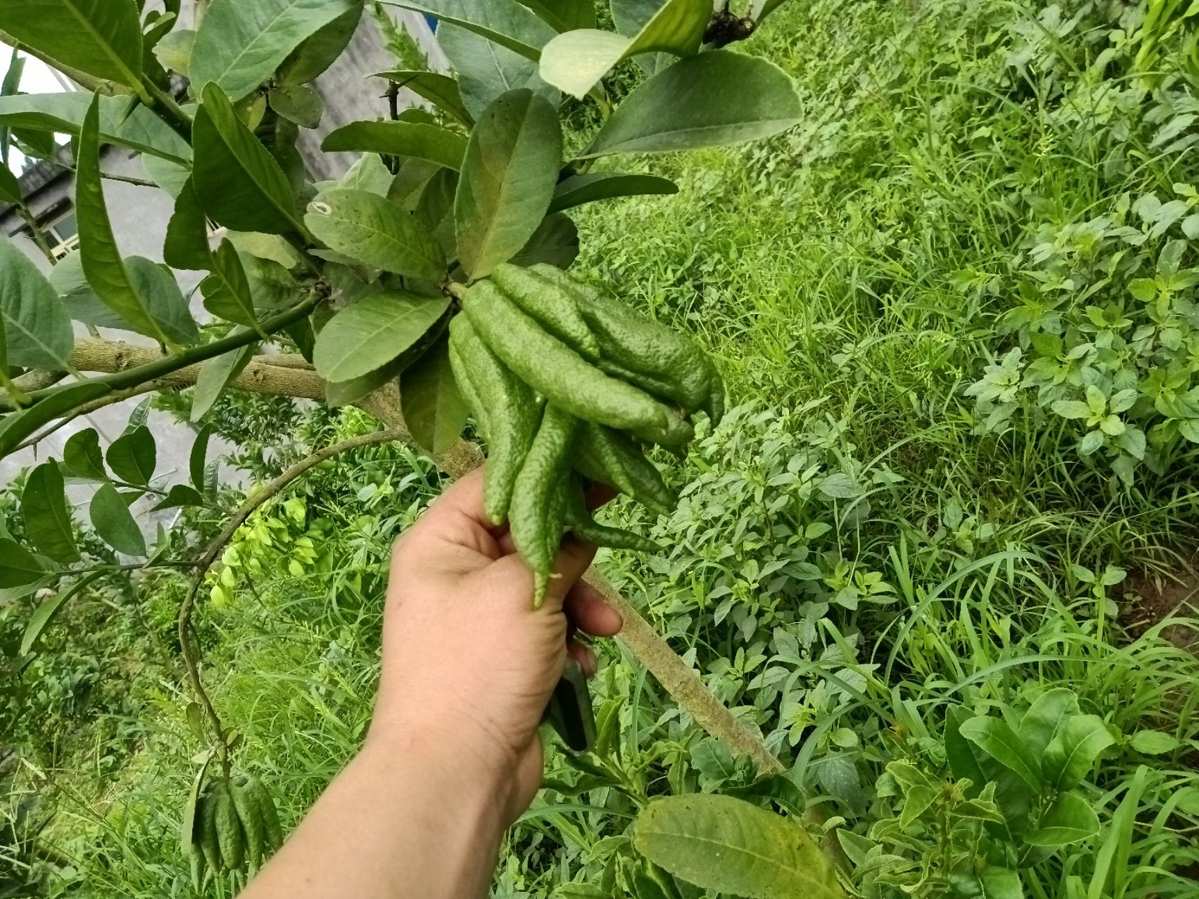  果园低价
