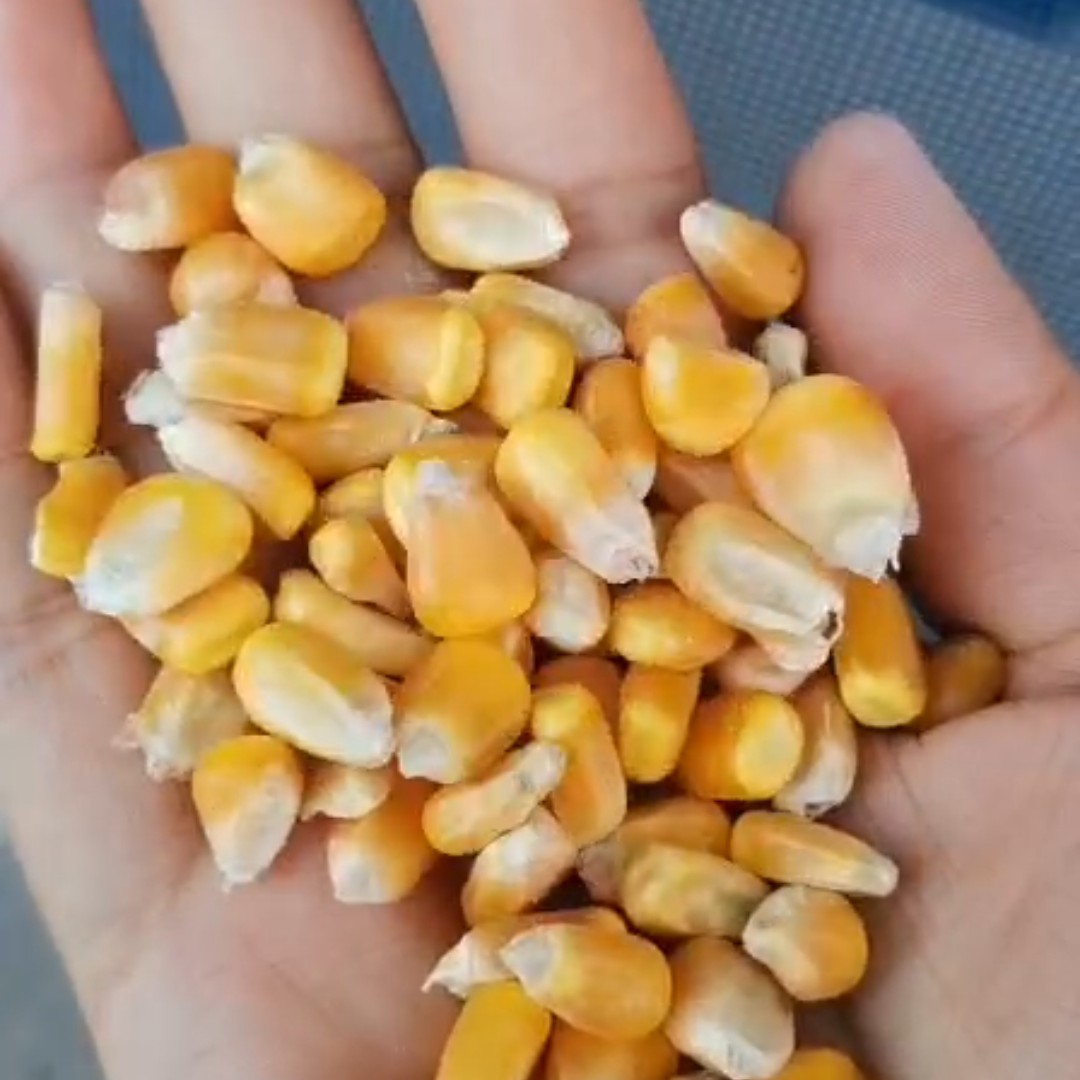 黄玉米粒  玉米