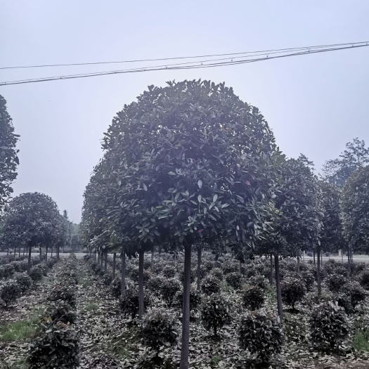 崇州市 球花石楠