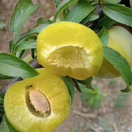 6月青脆李，脱骨，味香脆甜