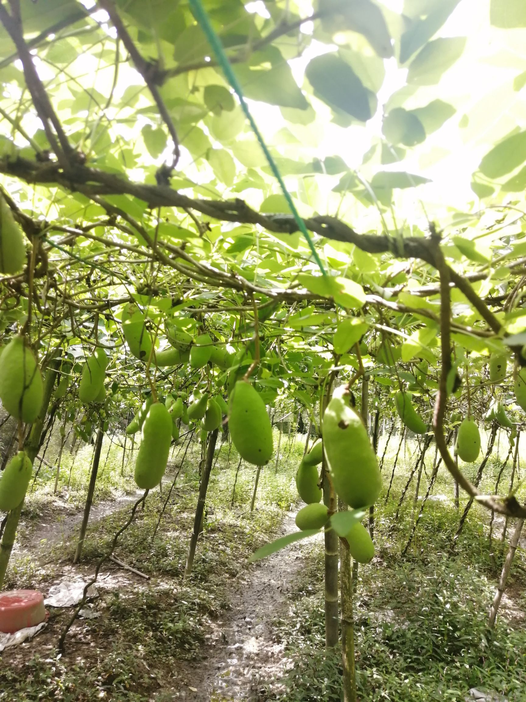 八月瓜果茶  八月瓜茶