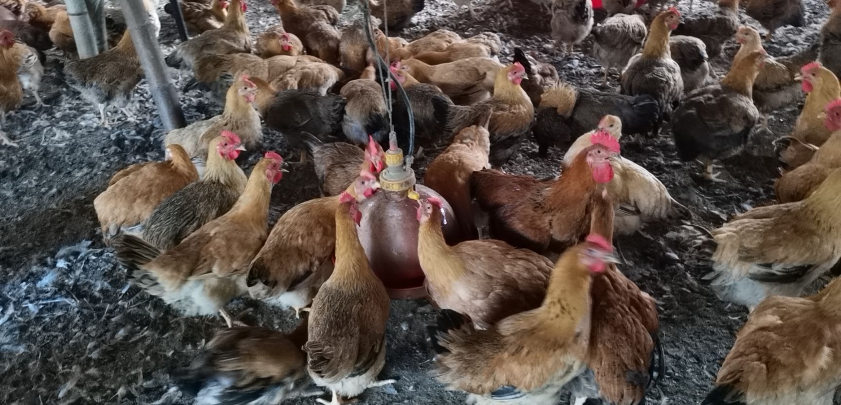 麻鸡  115天老麻黄，4.5-5斤，月底可上市，欢迎订购